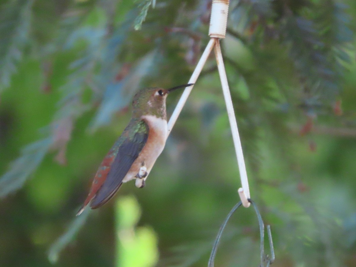 Allen's Hummingbird - ML608272932