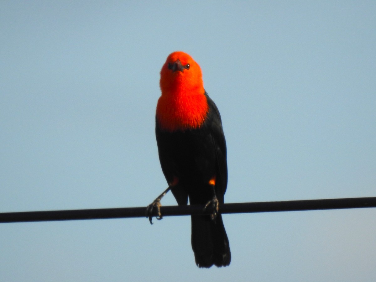 Scarlet-headed Blackbird - ML608273039