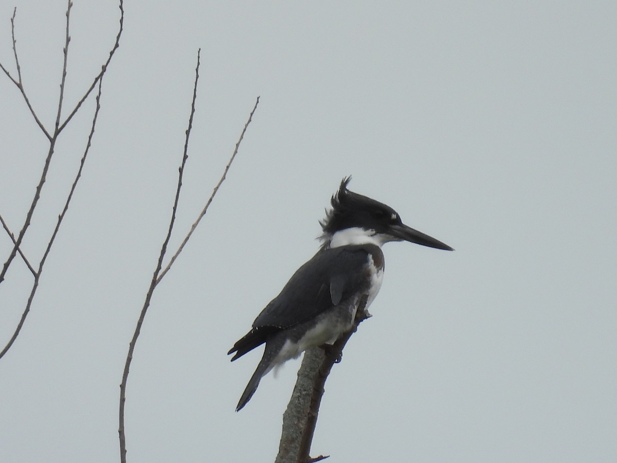 Belted Kingfisher - ML608273204