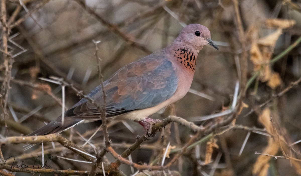 Laughing Dove - ML608273215