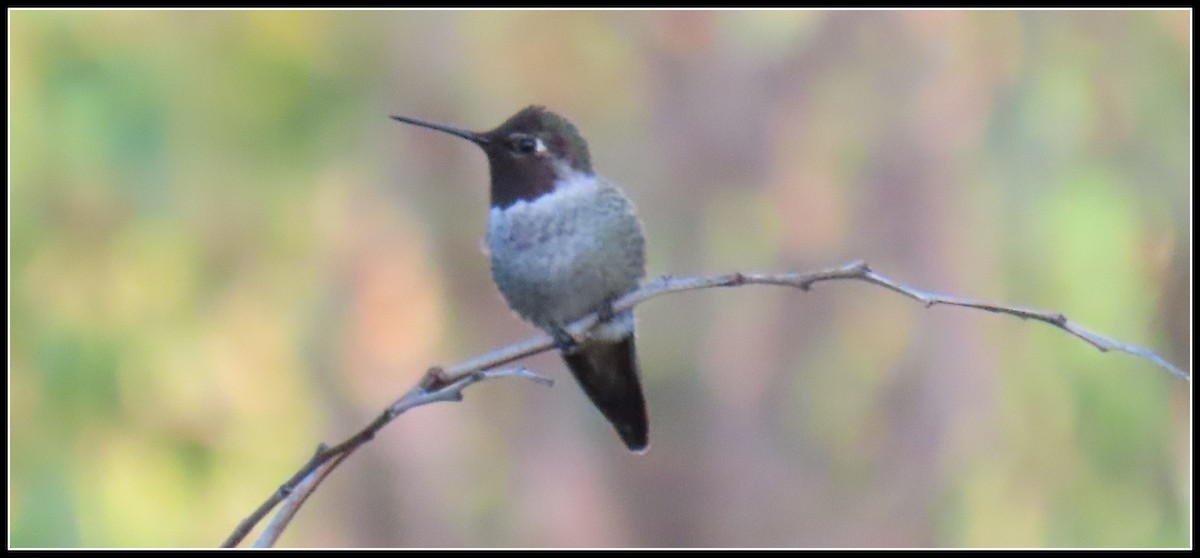 Anna's Hummingbird - ML608273333