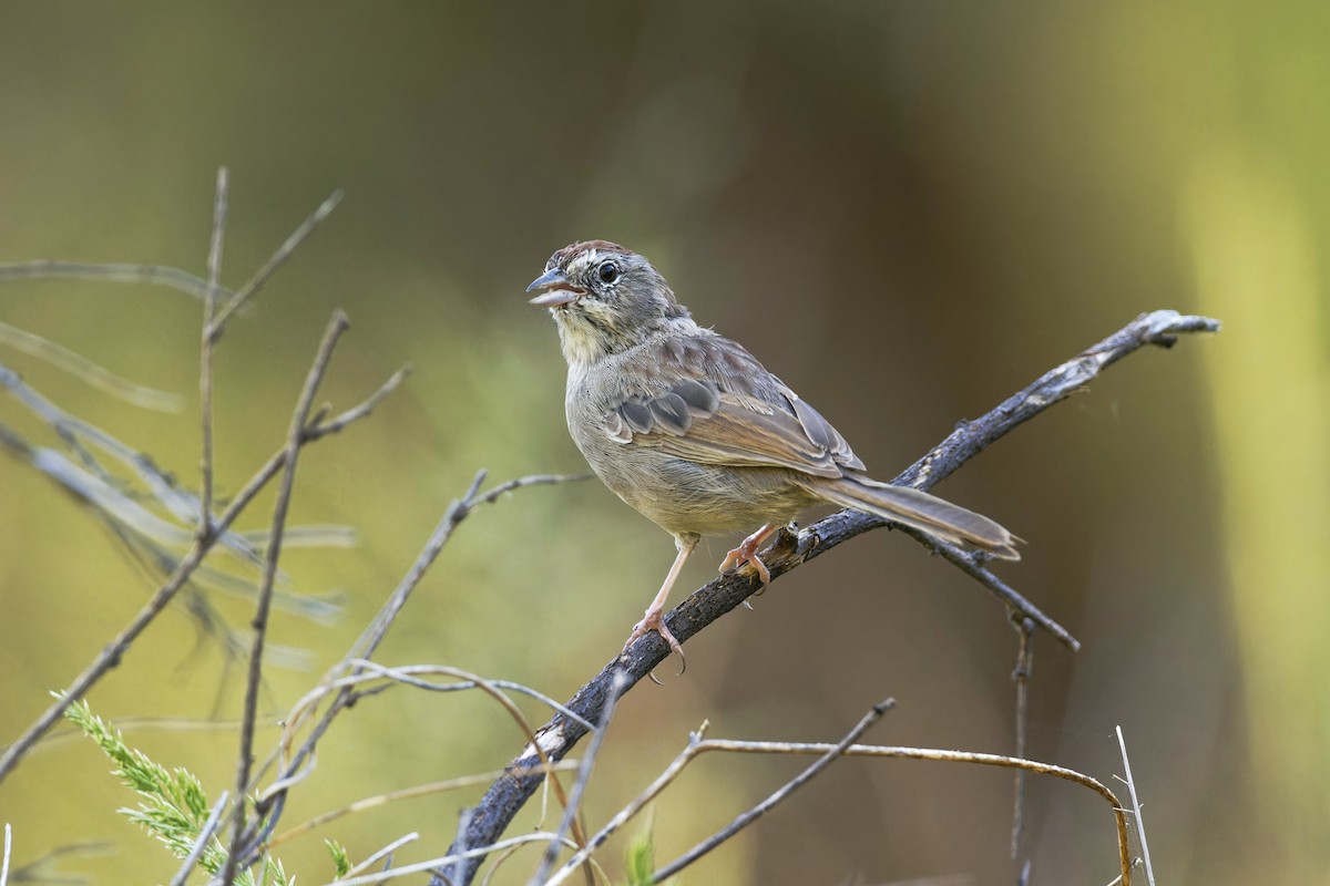 Rufous-crowned Sparrow - ML608273526