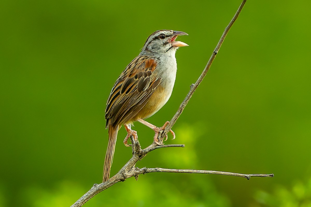 Cinnamon-tailed Sparrow - ML608273618