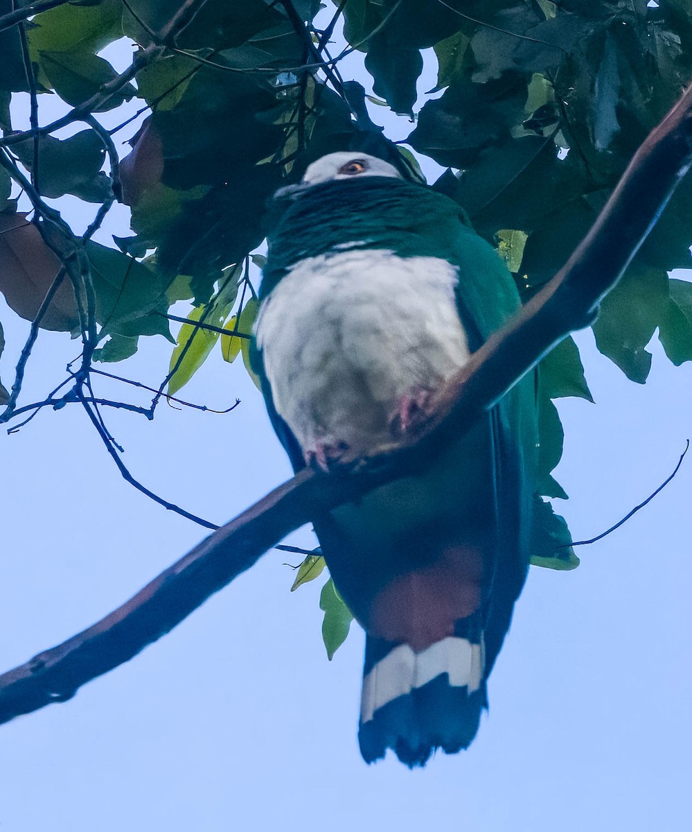 White-bellied Imperial-Pigeon - ML608273678
