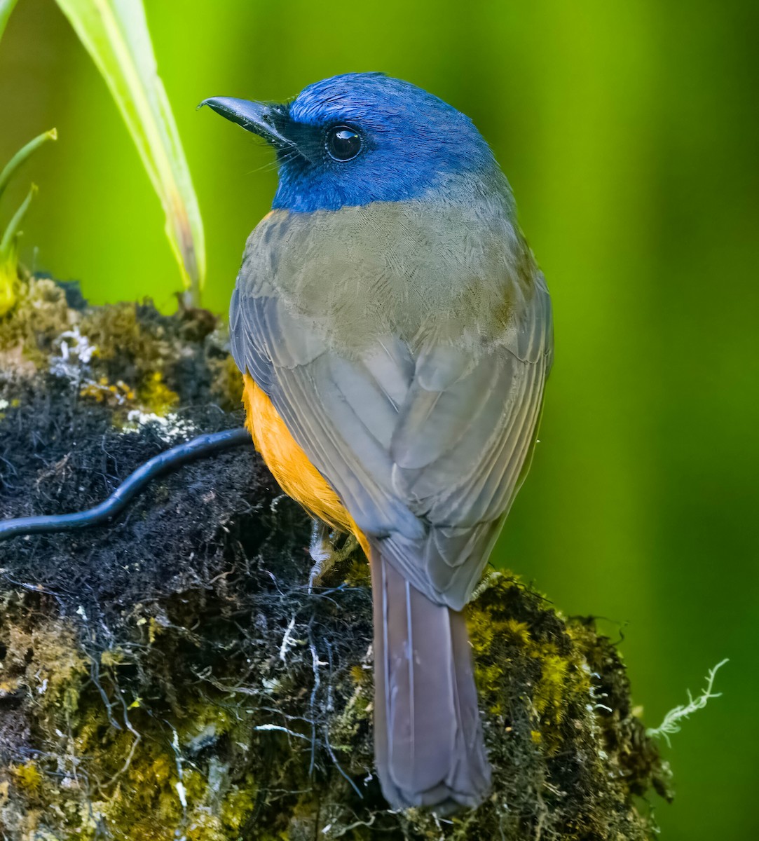 Blue-fronted Flycatcher - ML608273745