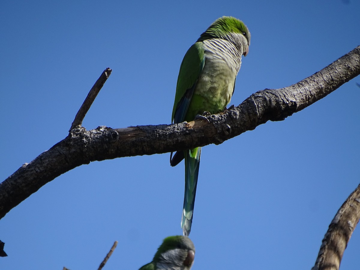 Monk Parakeet - Mirian Del Río