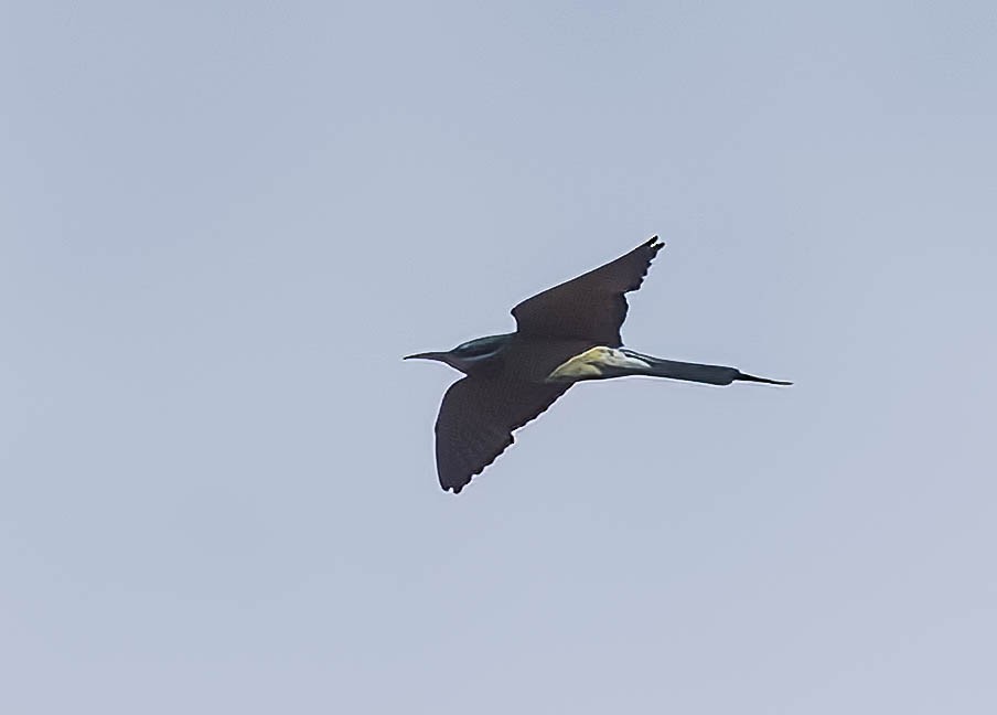 Blue-tailed Bee-eater - Blair Bernson