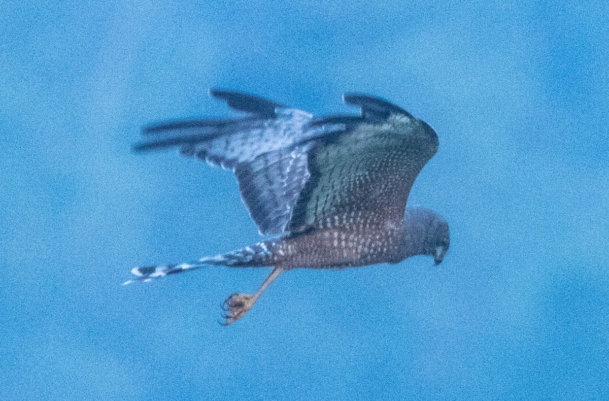 Spotted Harrier - ML608273950