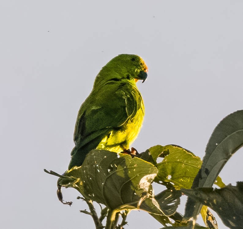 Sulawesi Hanging-Parrot - ML608274503