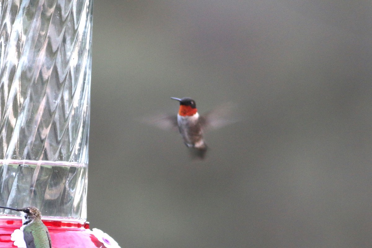 Ruby-throated Hummingbird - ML608274698