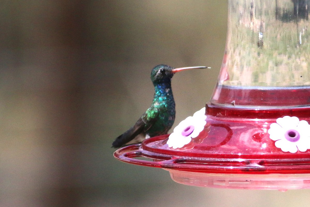 Broad-billed Hummingbird - Wyatt Egelhoff
