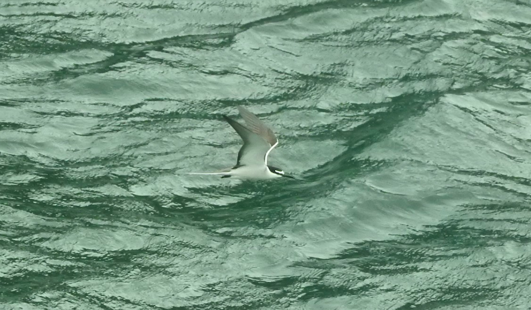 Gray-backed Tern - Noam Markus