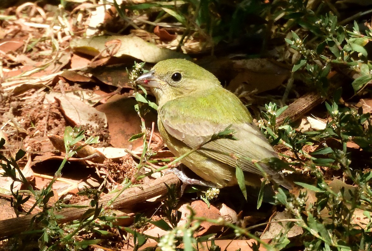 Painted Bunting - ML608275418