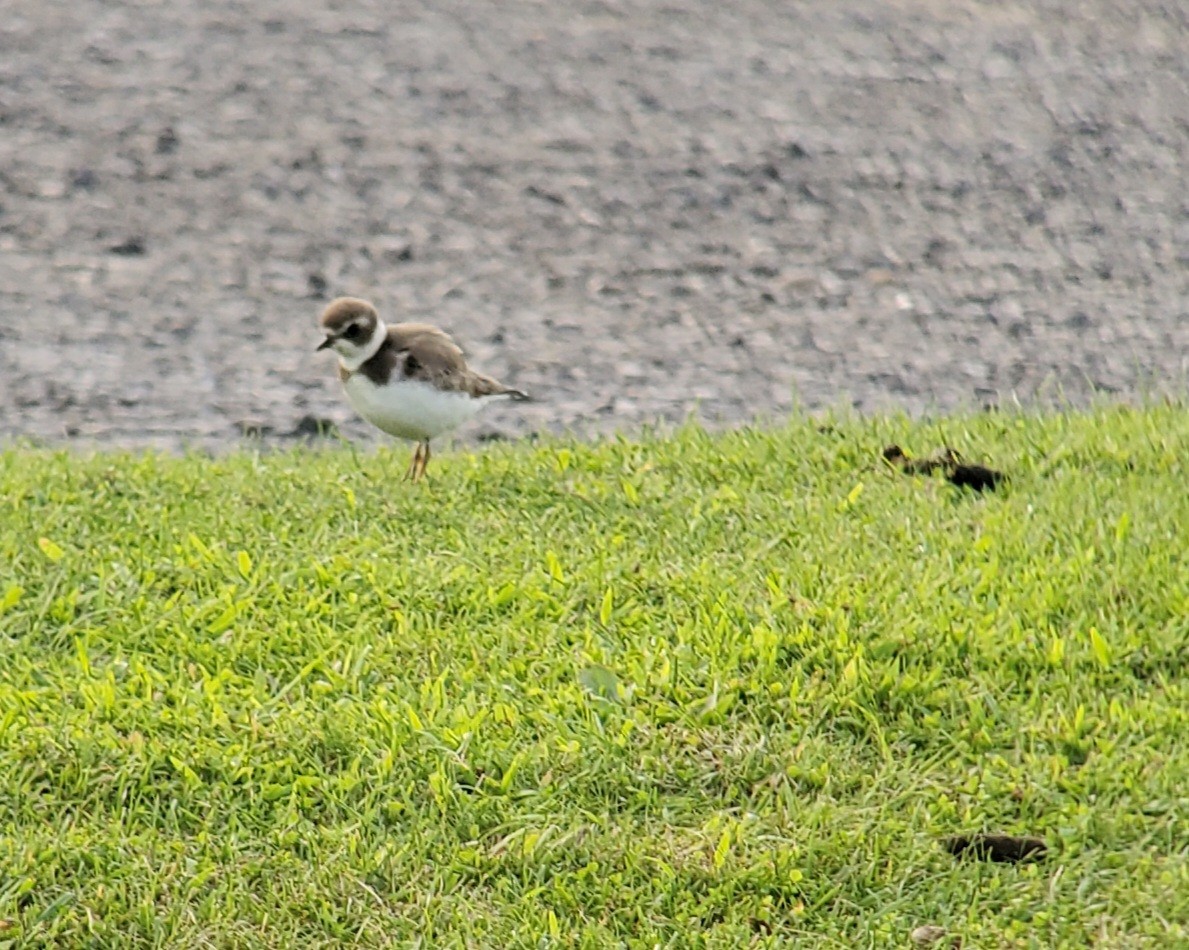 Semipalmated Plover - ML608275751