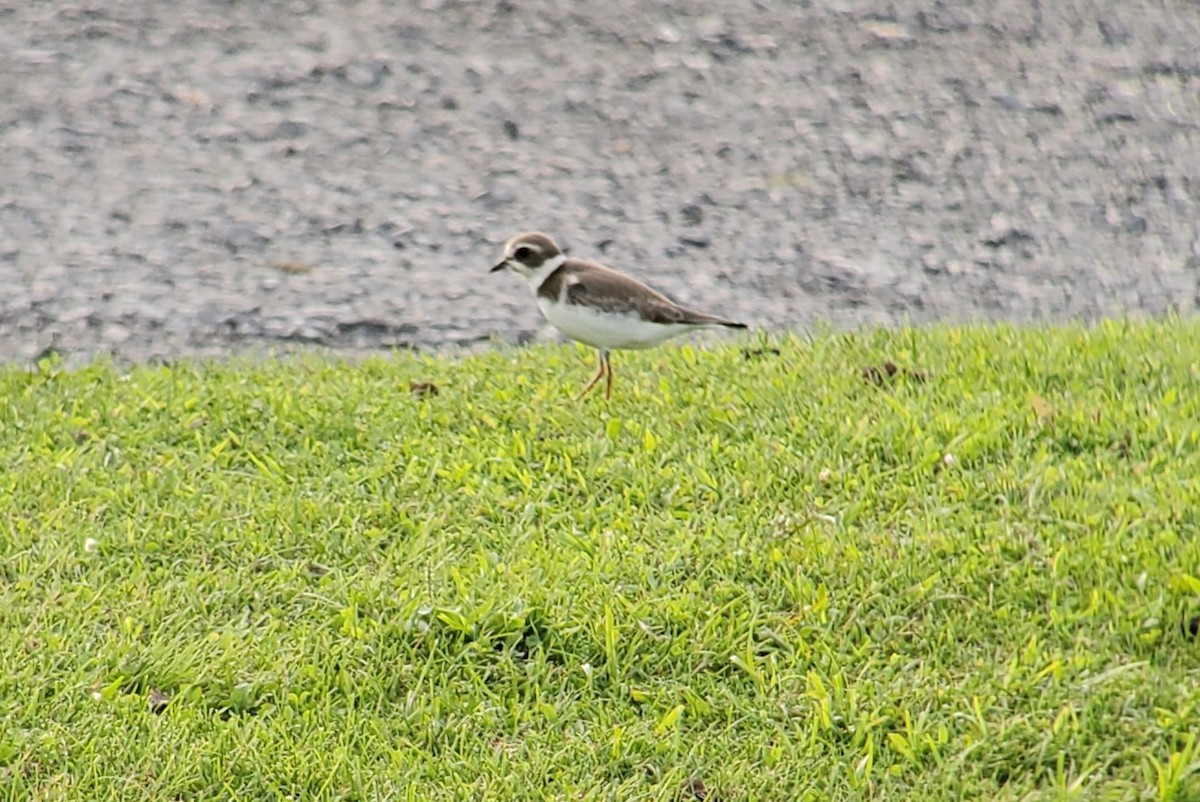 Semipalmated Plover - Neal Reilly