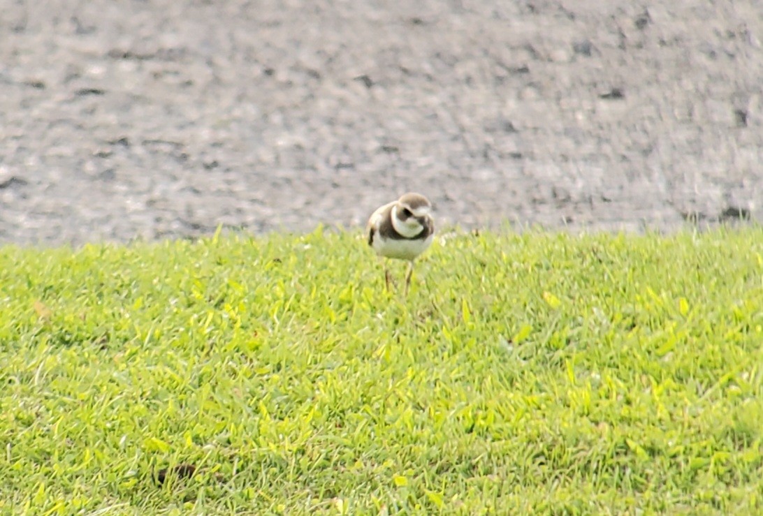 Semipalmated Plover - ML608275755
