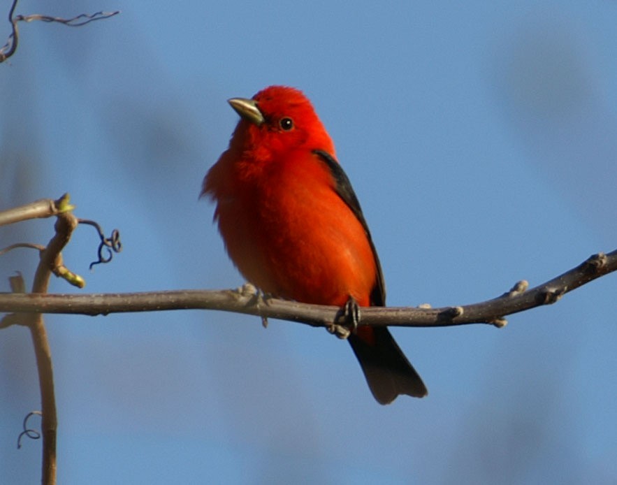 Scarlet Tanager - ML608276009