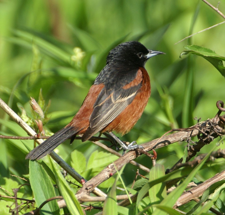 Orchard Oriole - ML608276036