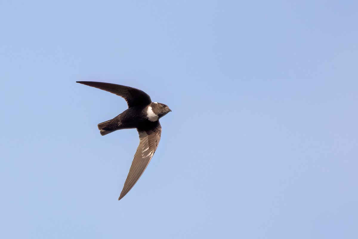 Biscutate Swift - Marcos Eugênio Birding Guide