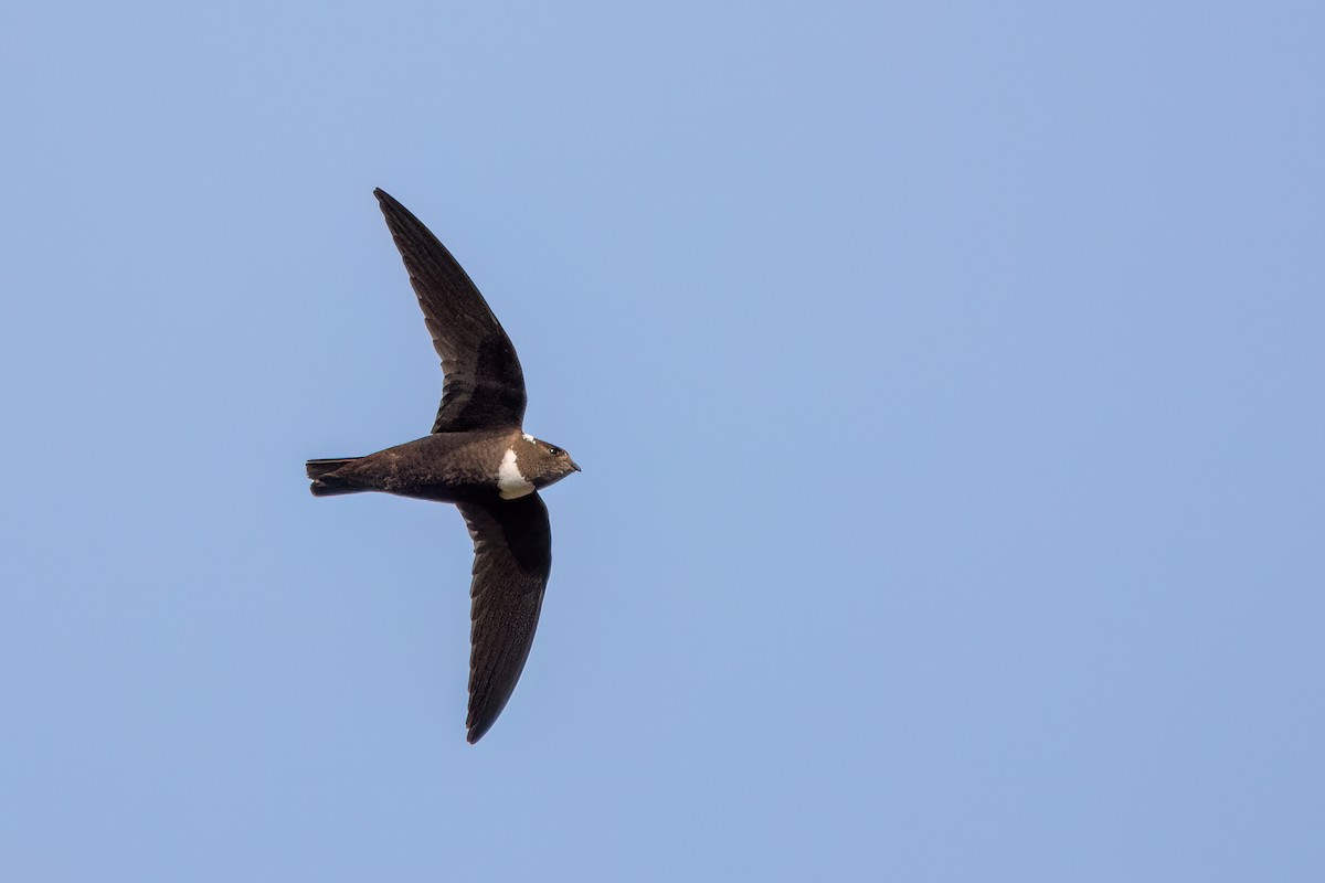 Biscutate Swift - Marcos Eugênio Birding Guide