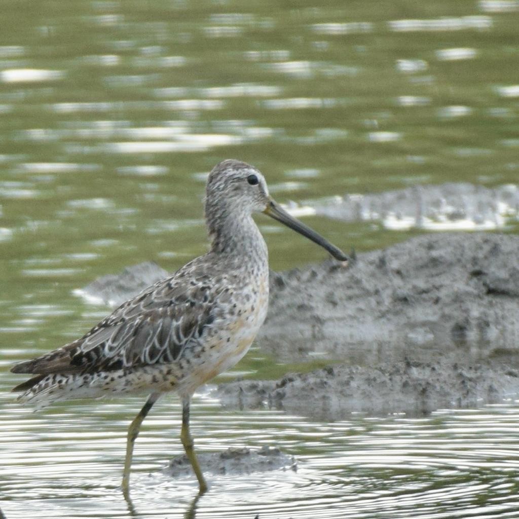 Long-billed Dowitcher - ML608276194