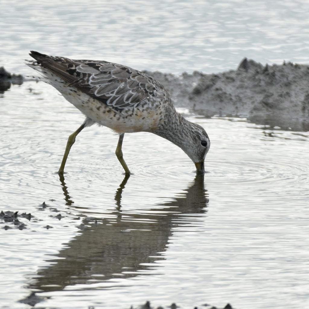 Long-billed Dowitcher - ML608276195