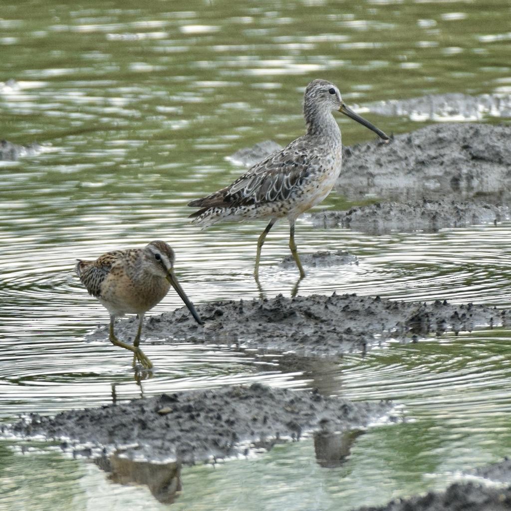 Long-billed Dowitcher - ML608276196