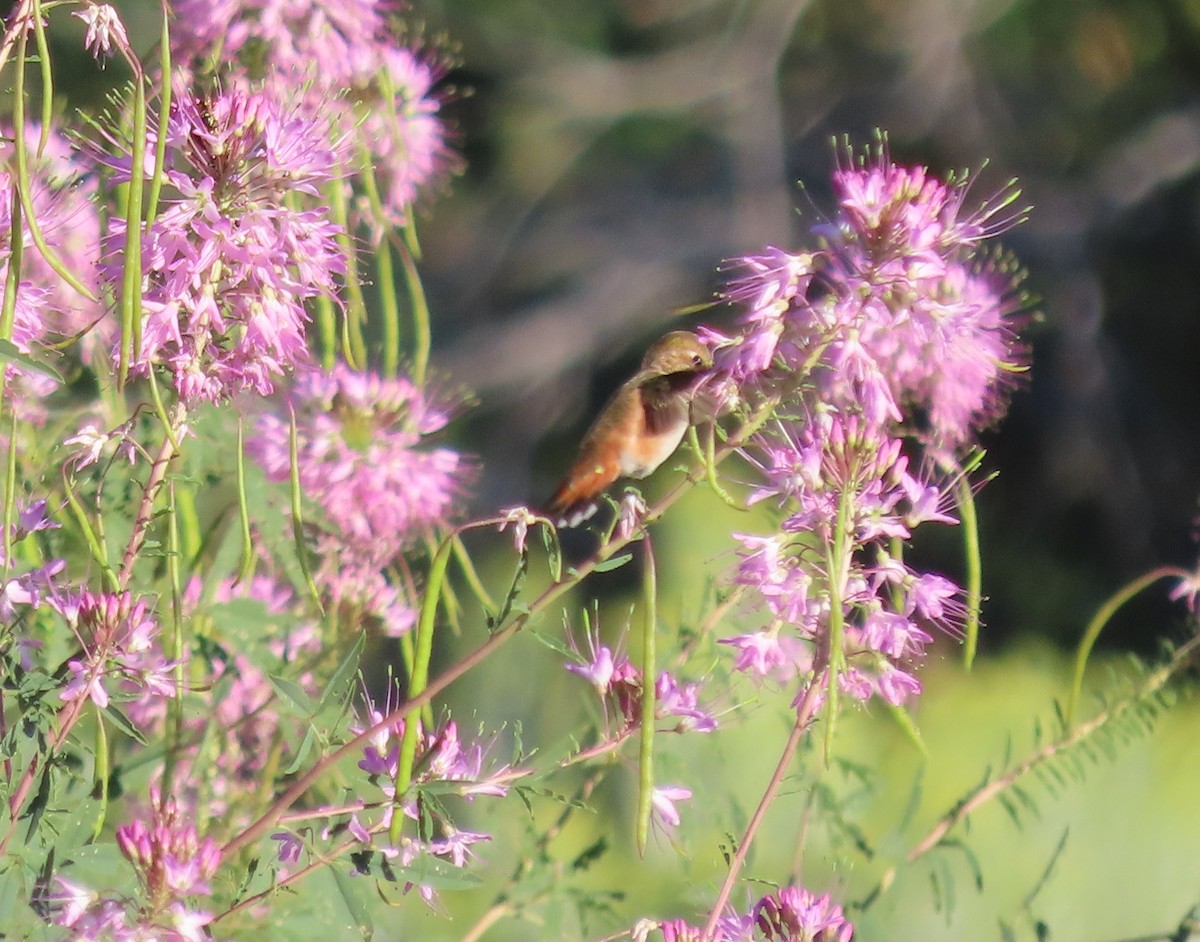 ebird-checklist-29-aug-2023-chimney-rock-nm-27-species