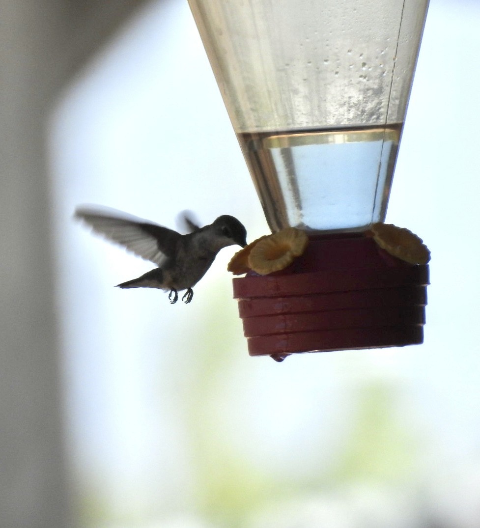 Black-chinned Hummingbird - Christopher Daniels