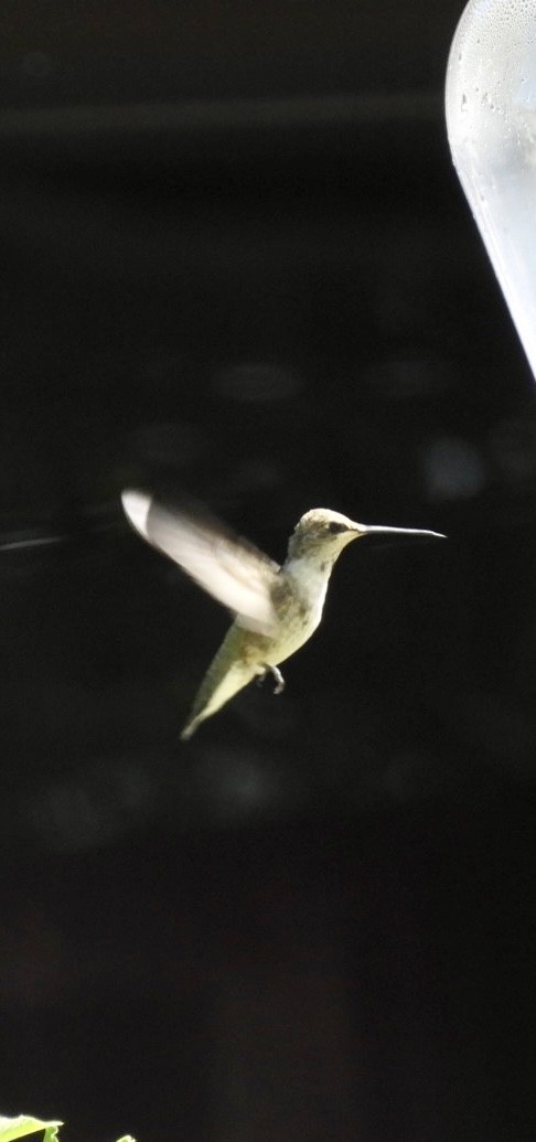 Black-chinned Hummingbird - ML608276561