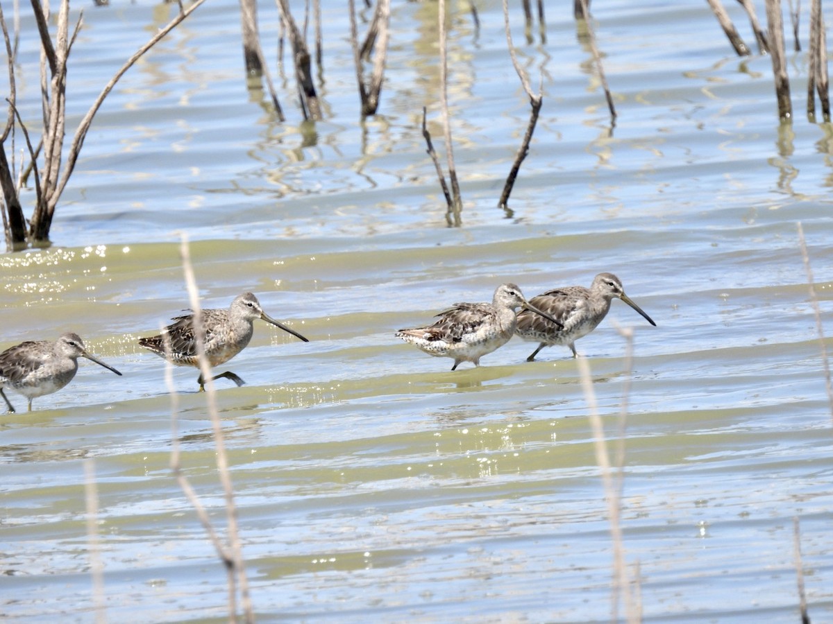 Long-billed Dowitcher - ML608276684