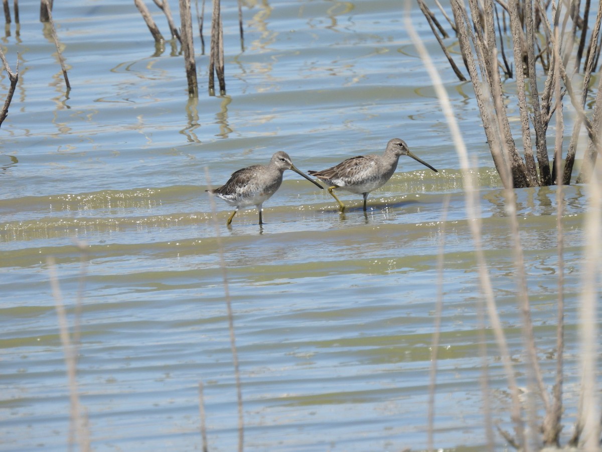 Long-billed Dowitcher - ML608276685