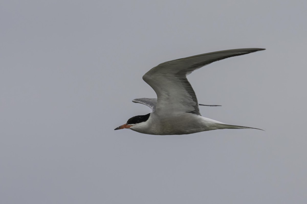 Common Tern - ML608276891