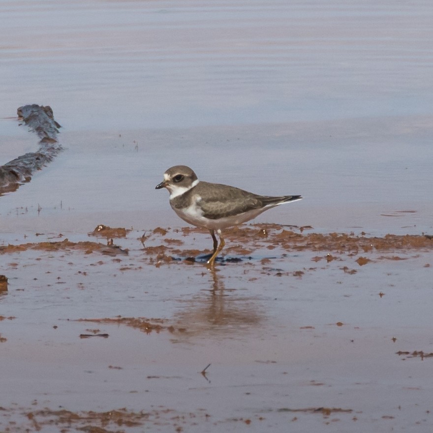Semipalmated Plover - ML608276893