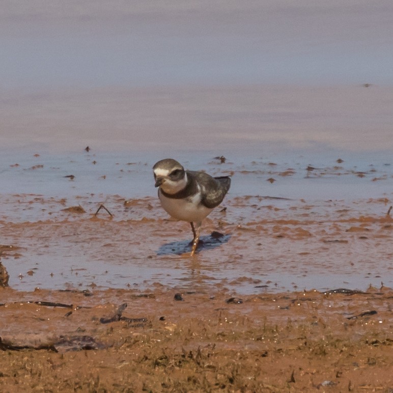 Semipalmated Plover - ML608276894