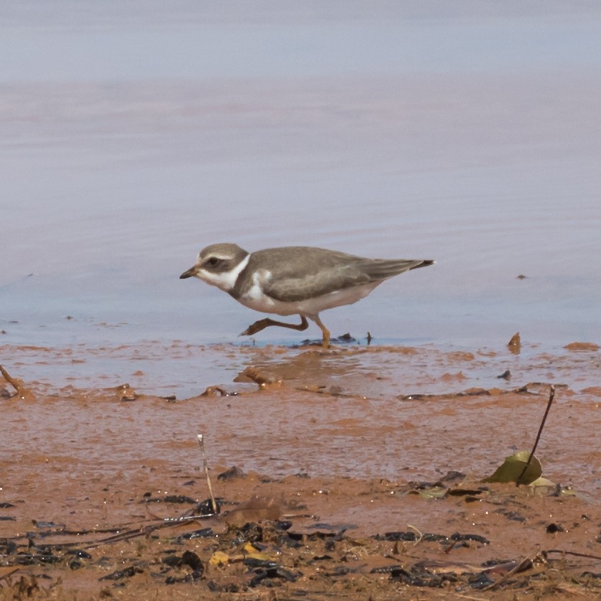 Semipalmated Plover - ML608276895