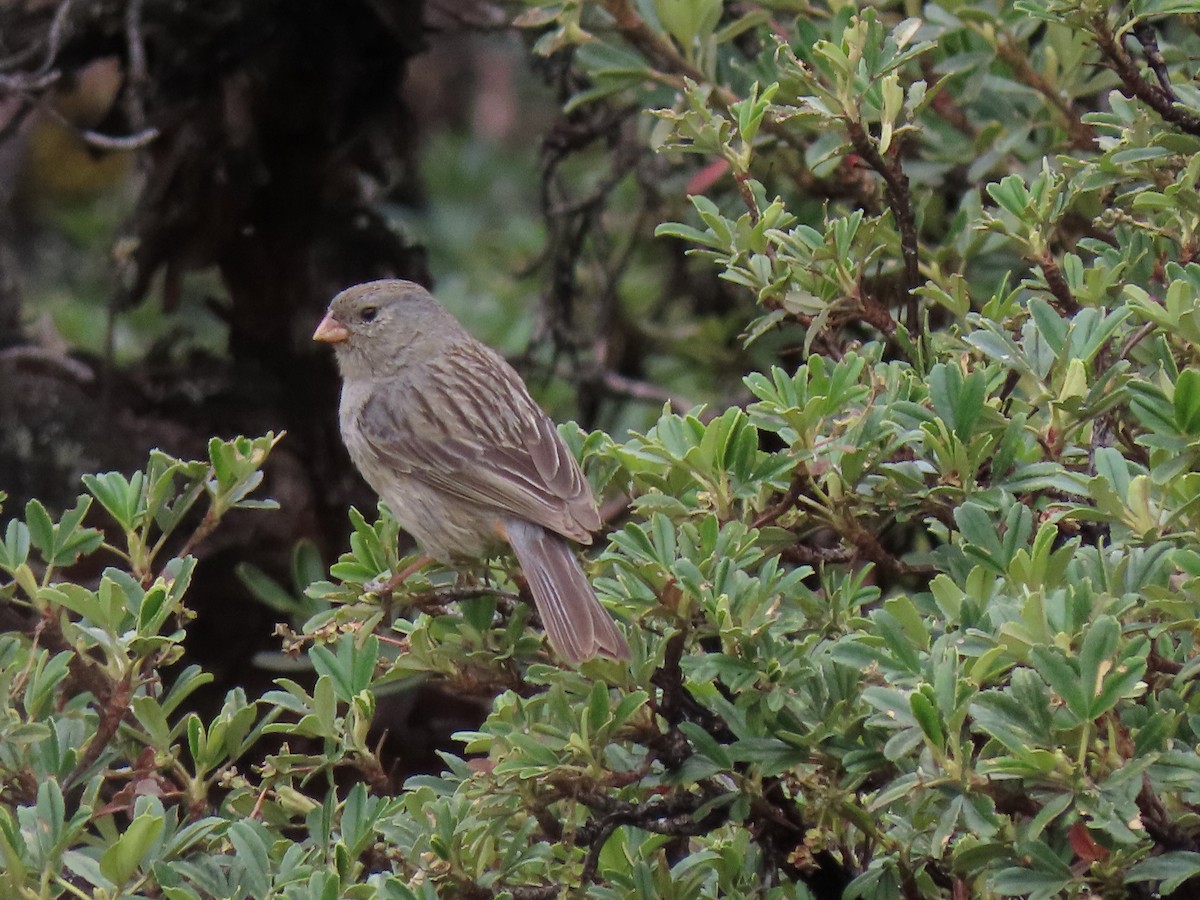 Plain-colored Seedeater - ML608277031