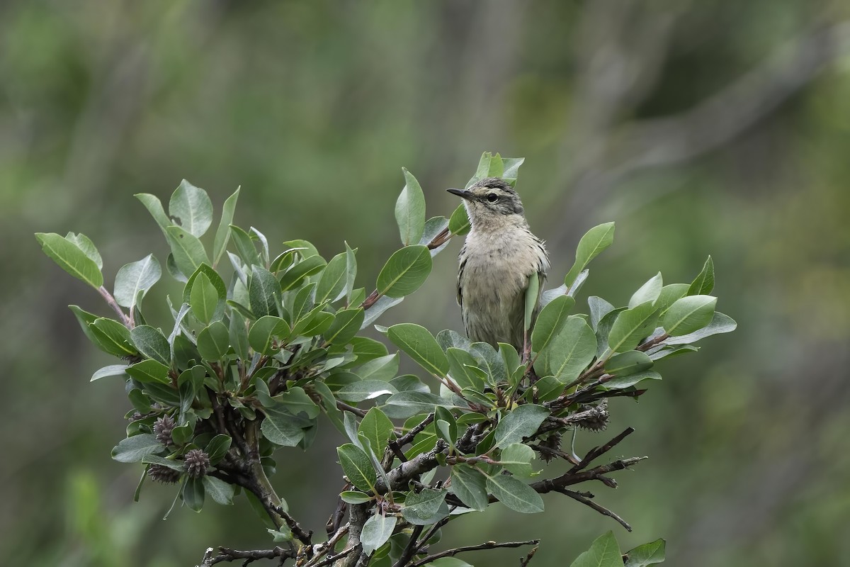 Rosy Pipit - ML608277145
