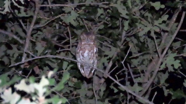 Eastern Screech-Owl - ML608277590