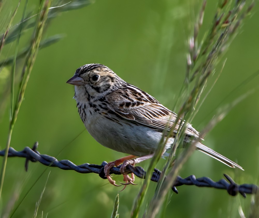 Baird's Sparrow - ML608277660