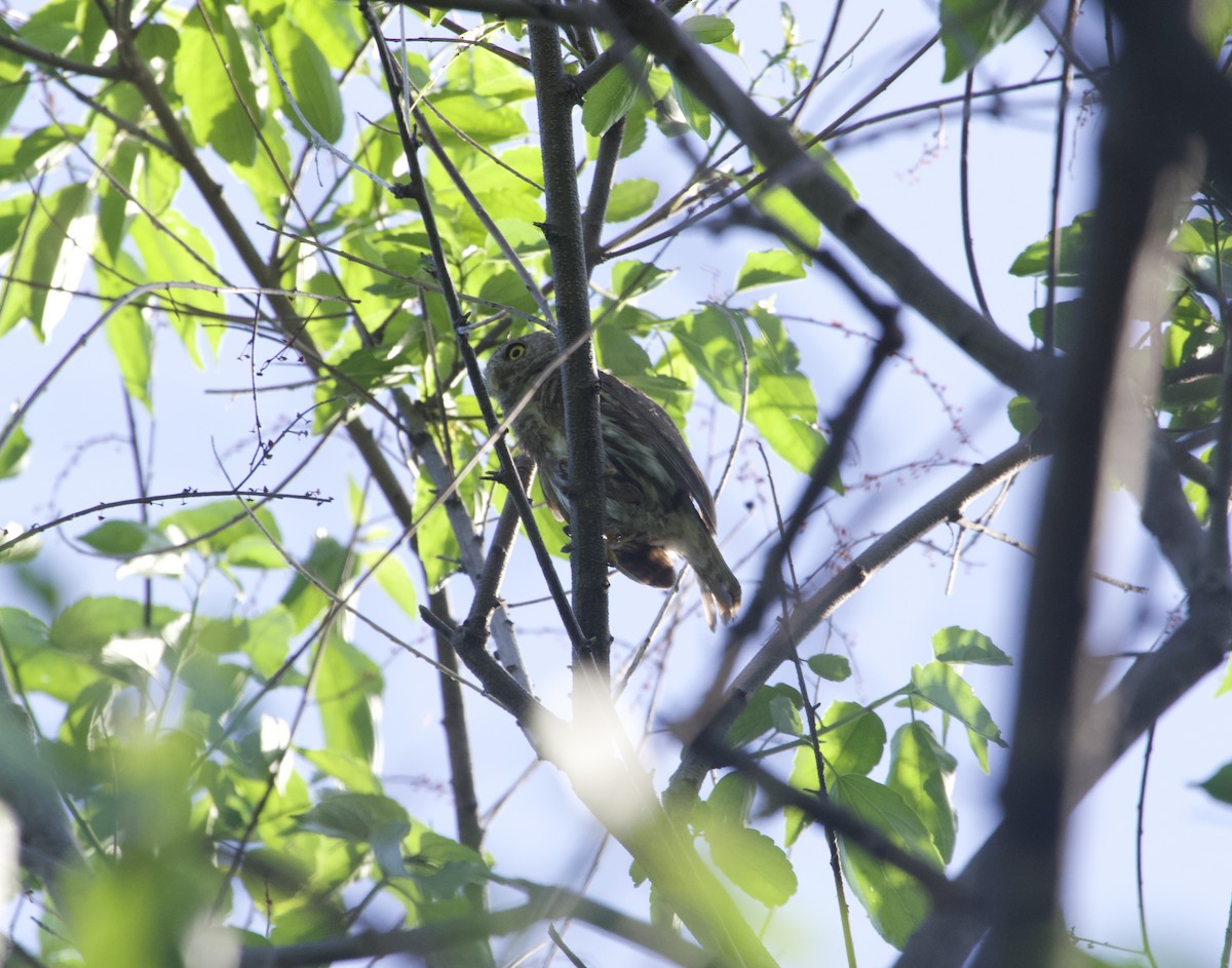 Colima Pygmy-Owl - ML608277800