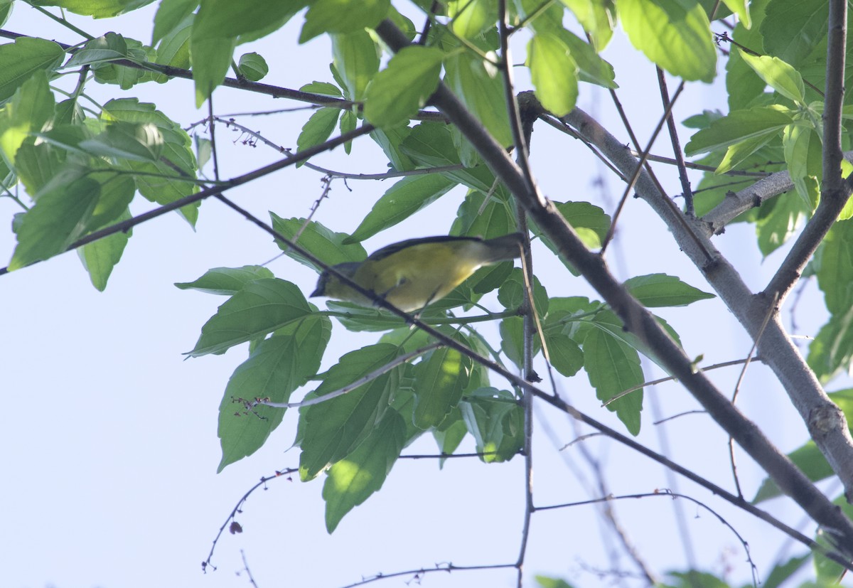 West Mexican Euphonia - ML608277803