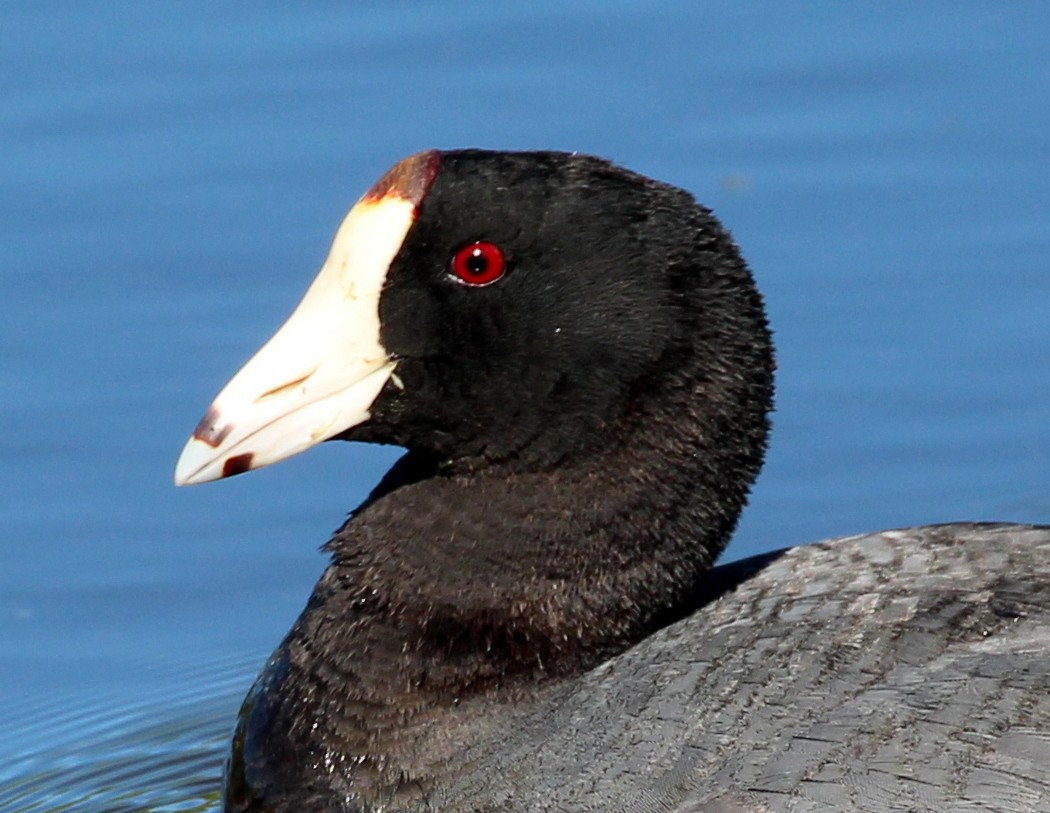 American Coot (Red-shielded) - ML60827781