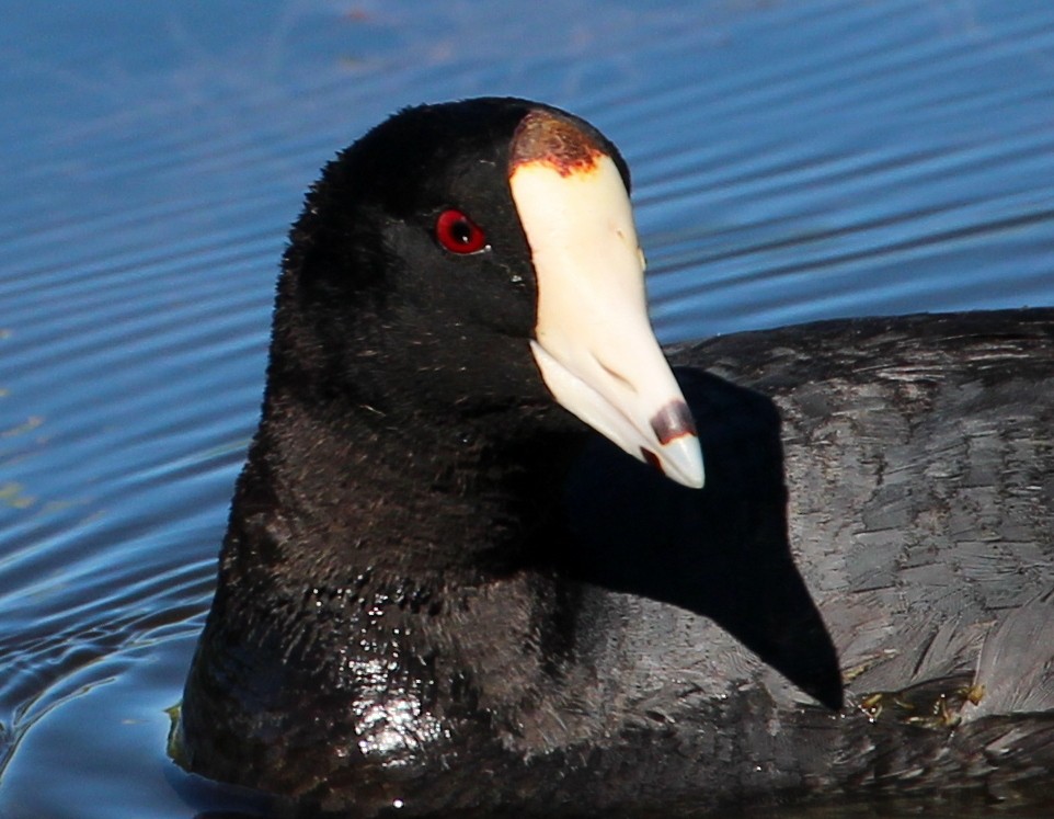 American Coot (Red-shielded) - sam hough