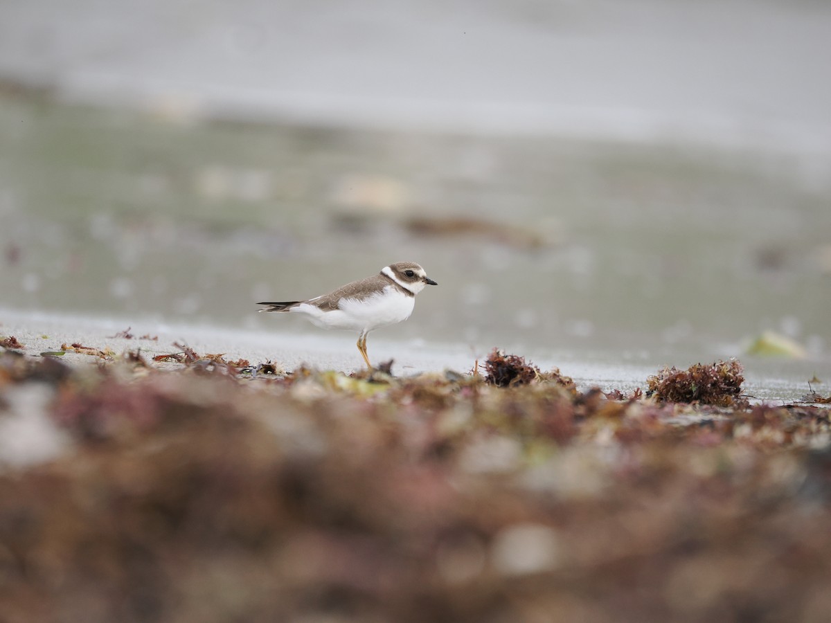 Semipalmated Plover - ML608278254