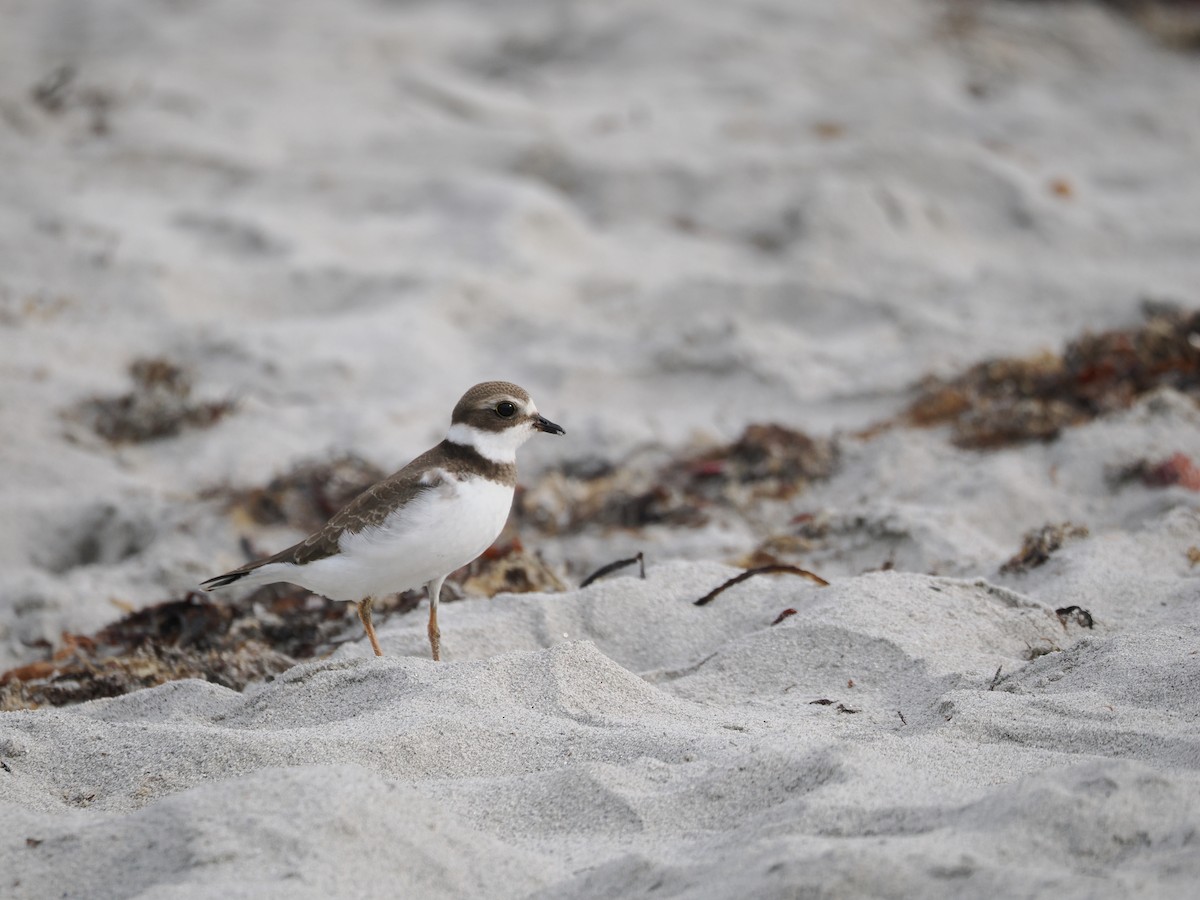 Semipalmated Plover - ML608278283