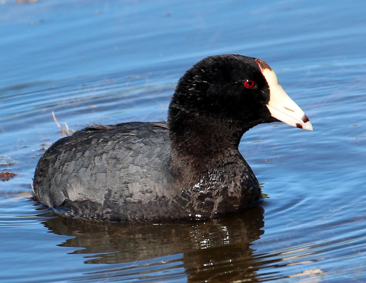 American Coot (Red-shielded) - ML60827851