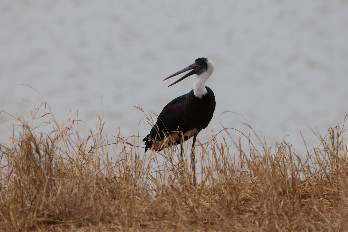African Woolly-necked Stork - ML608278703