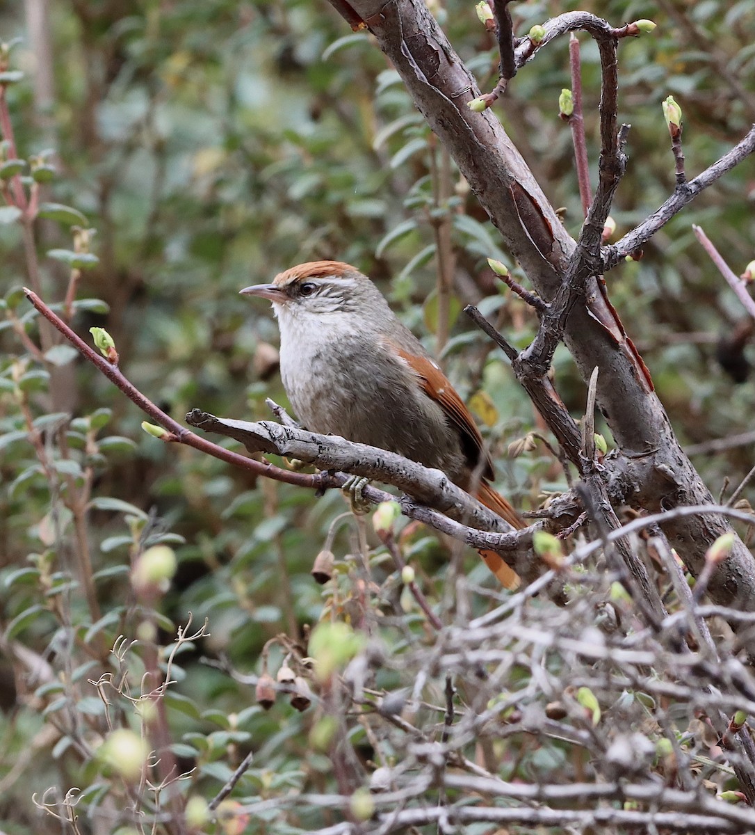 Line-cheeked Spinetail (Baron's) - ML608278753