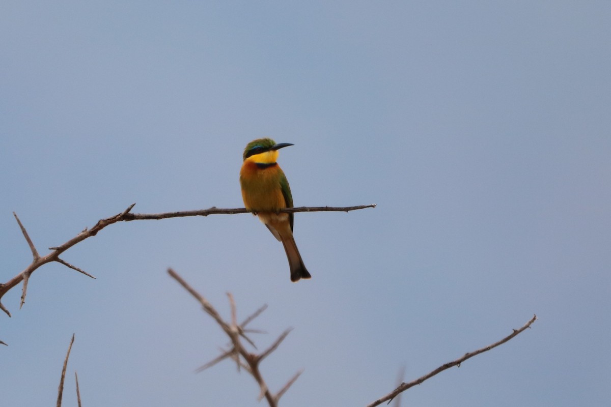 Little Bee-eater - ML608278778